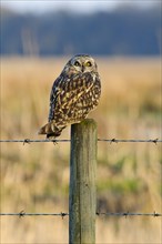 Short-eared Owl (Asio flammeus)