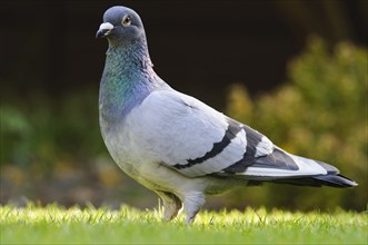 Feral Pigeon (Columba livia)