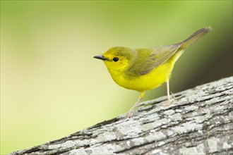 Hooded Warbler (Wilsonia citrina)