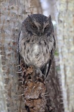 Malagasy Scops-owl (Otus rutilus)