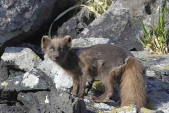 Arctic Fox (Alopex lagopus)