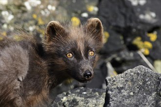 Arctic Fox (Alopex lagopus)