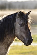 Konik Horse (Equus caballus gemelli)