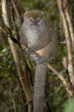 Grey Gentle Lemur (Hapalemur griseus)