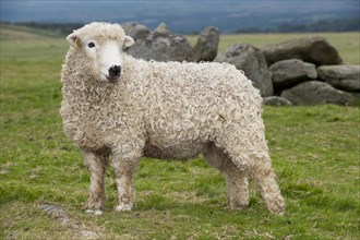 Domestic Sheep Greyface Dartmoor (Ovis aries)