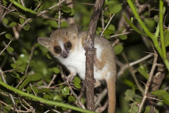 Reddish-grey Mouse Lemur (Microcebus griseorufus)