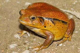 Malagasy Tomato Frog (Dyscophus antongilii)