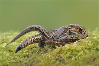 Common Lizard (Zootoca vivipara)