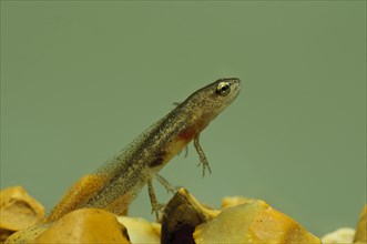 Palmate Newt (Lissotriton helveticus)