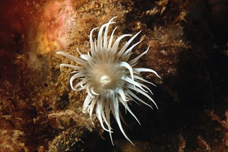 Sea Anemone (Actinothoe sphyrodeta)