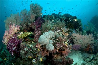 Soft coral and fish in reef habitat