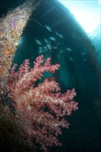 Soft Glomerate Tree Coral (Dendronephthya sp.)