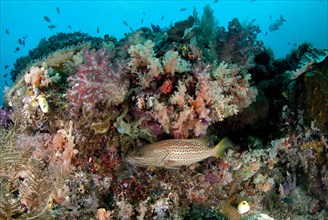 White-lined Grouper (Anyperodon leucogrammicus)