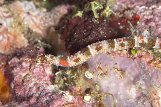 Orange-spotted Pipefish (Corythoichthys ocellatus)