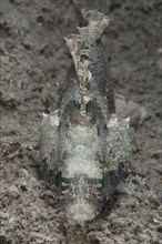 False Scorpionfish (Centrogenys vaigiensis)