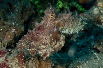Algae Octopus (Abdopus aculeatus)