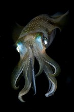 Bigfin Reef Squid (Sepioteuthis lessoniana)