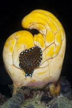 Linda's Flatworm (Pseudoceros lindae)
