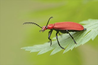 Red-headed Cardinal Beetle (Pyrochroa serraticornis)
