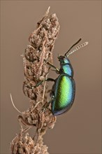 Mint Leaf Beetle (Chrysolina menthastri)