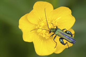 Thick-legged Flower Beetle (Oedemera nobilis)