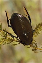Great Silver Beetle (Hydrophilus piceus)