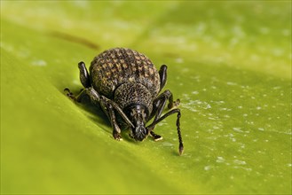 Black Vine Weevil (Otiorhynchus sulcatus)