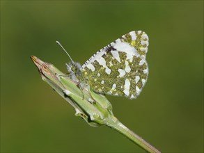Western Dappled White (Euchloe crameri)