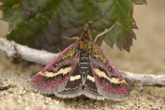 Dark Purple Mint Moth (Pyrausta ostrinalis)