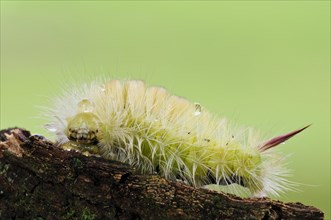Pale Tussock Moth (Calliteara pudibunda)