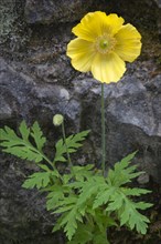 Welsh Poppy (Meconopsis cambrica)