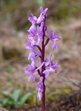 Southern Early Purple Orchid (Orchis olbiensis)