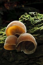 Jew's Ear Fungus (Auricularia auricula-judae)