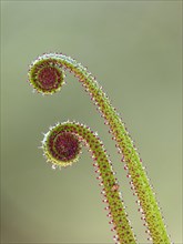Portuguese Sundew (Drosophyllum lusitanicum)