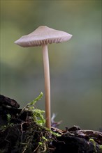 Lilac Bonnet (Mycena pura)