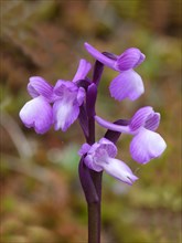 Champagne's Orchid (Orchis champagneuxii)