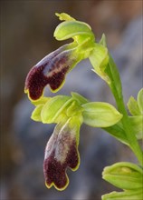 Sombre Bee Orchid (Ophrys fusca var. bilanulata)