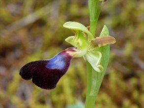 Atlantic Bee Orchid (Ophrys atlantica)