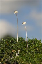 Fungi (Mycena pearsoniana)