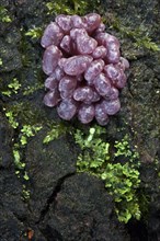 Purple Jellydisc (Ascocoryne sarcoides)