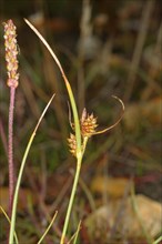 Long-bracted Sedge (Carex extensa)