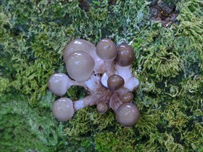 Porcelain Fungus (Oudemansiella mucida)