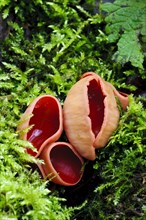 Scarlet Elf Cup (Sarcoscypha austriaca)