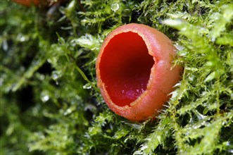 Scarlet Elf Cup (Sarcoscypha austriaca)