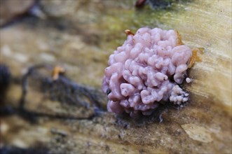 Silverleaf Fungus (Chondrostereum purpureum)