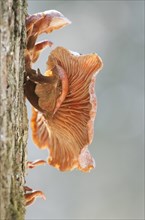 Velvet Shank Fungus (Flammulina velutipes)