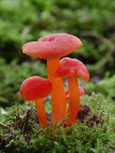 Scarlet Waxcap (Hygrocybe coccinea)