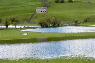 View of flooded pasture with sheep and stone barn