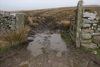 Soil damage by quad bike and puddle in gateway on moorland
