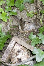 Spotted Flycatcher (Muscicapa striata) nesting on solitary bee hive